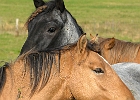 Pferdeportrait auf einer Weide bei Lühdorf : Pferde